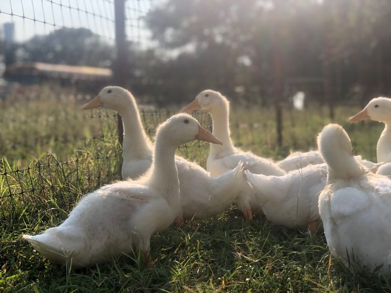 Merry Meadows Farm, Kingston, OK