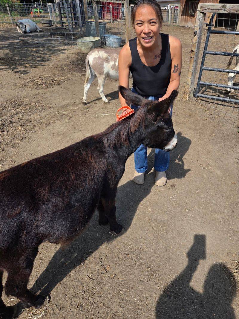 Mini Donkeys Who Love a Good Scratch