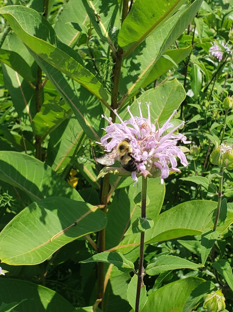 Monarchs, Bees, and Blooming Fields Monarchs, Bees, and Blooming Fields