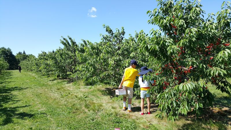 Monroe's Orchard