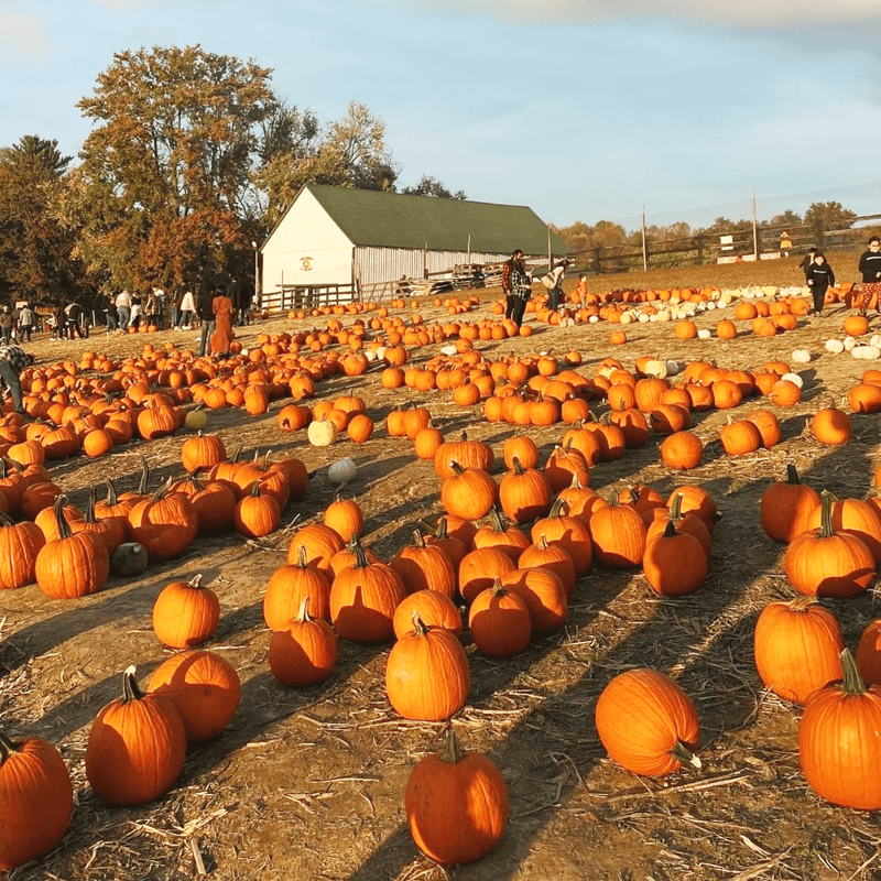 Montpelier Farms