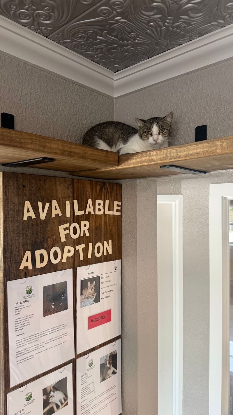 More Good Comes Out of This Place Than Purrs