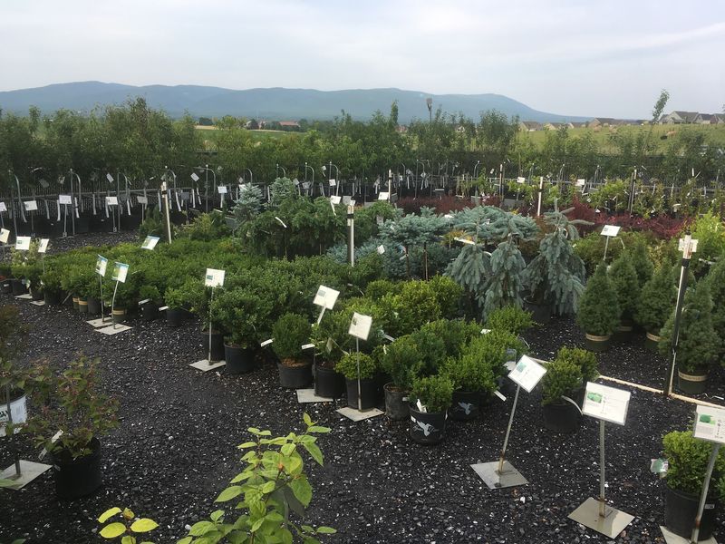 Mountain Views And Directions To Plant Paradise