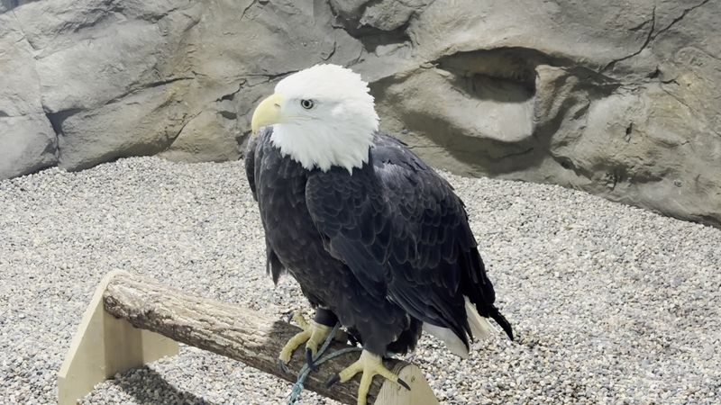 National Eagle Center, Wabasha