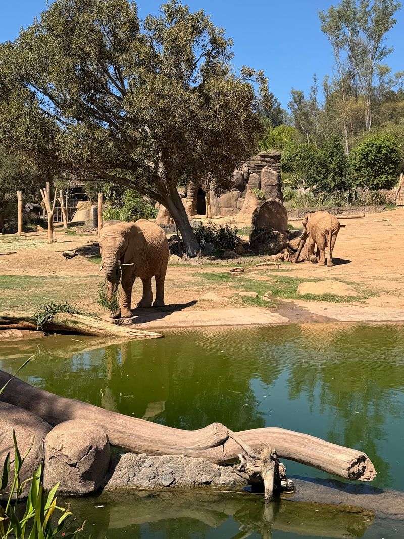 Nine Elephants Just Across the Water