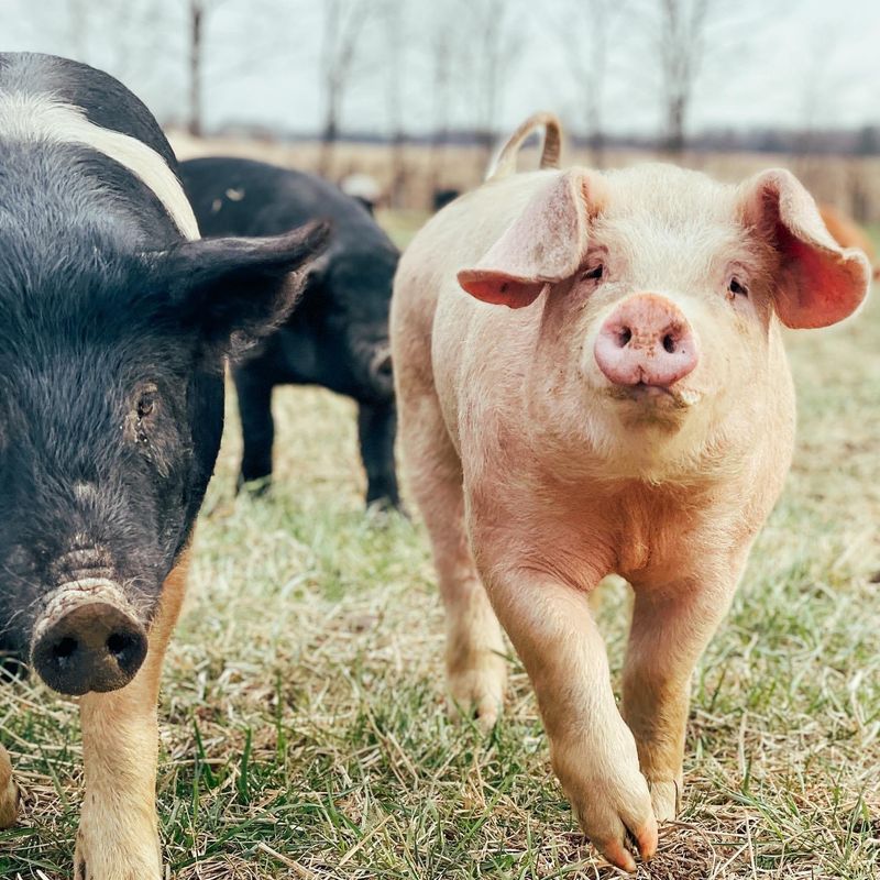 No Hormones, No Antibiotics, Just Happy Animals