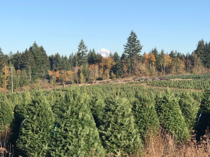 Noble, Grand, or Douglas? Pick Your Favorite Fir Noble, Grand, or Douglas? Pick Your Favorite Fir