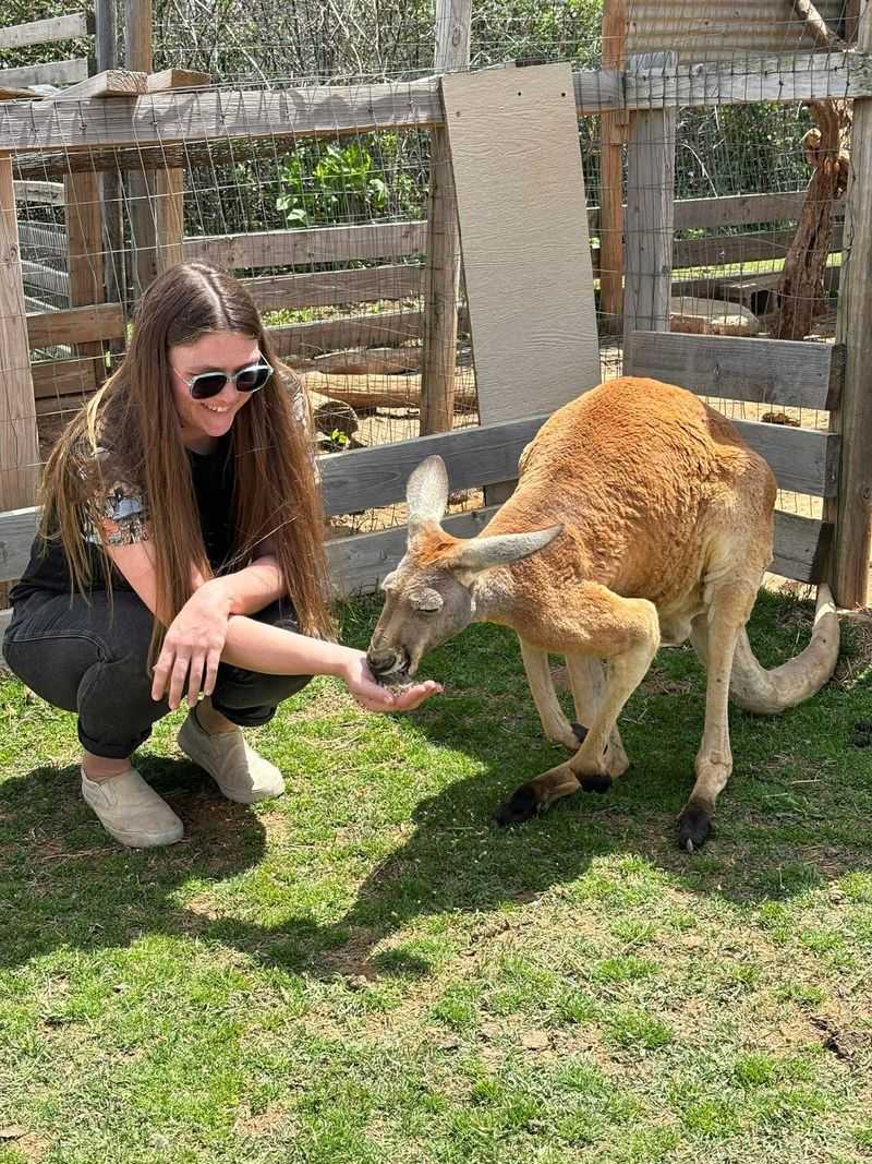 Nomads animal encounter Nomads animal encounter