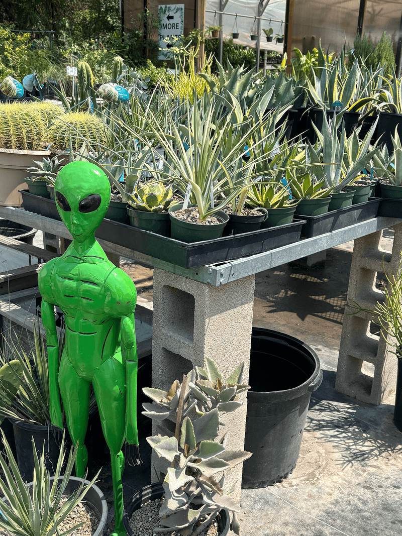 Not Local? The Plants Can Still Find You Not Local? The Plants Can Still Find You