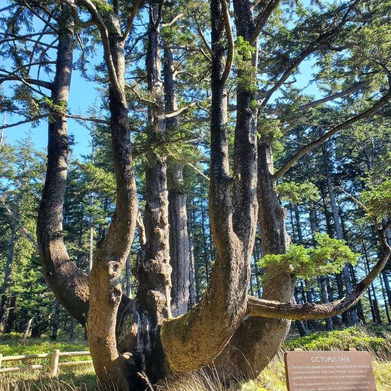 Octopus Tree, Tillamook Octopus Tree, Tillamook