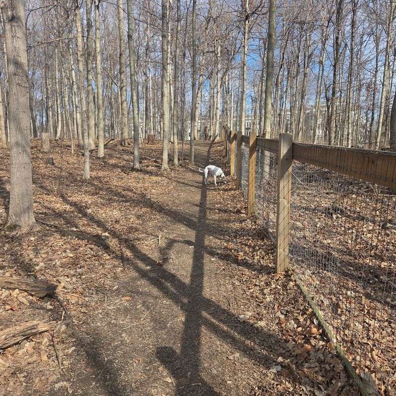 Off-Leash Trail Adventures In A Fenced Patch Of Woods Off-Leash Trail Adventures In A Fenced Patch Of Woods
