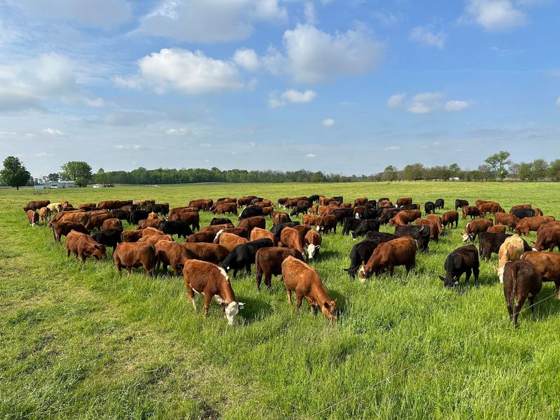 Old Cornfields Turned Into Living Pasture