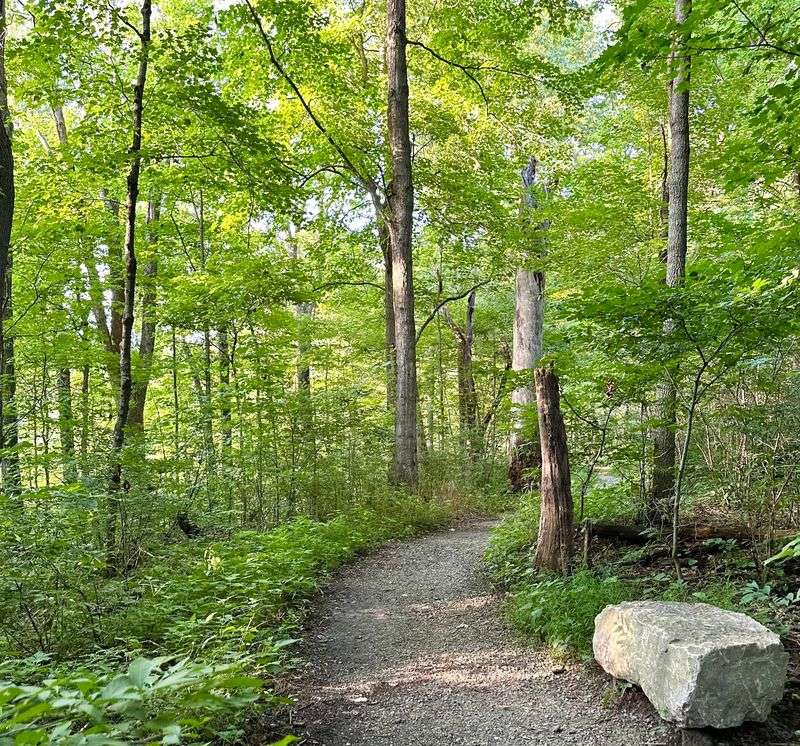 One Short Mile Gets You Into Seriously Old Woods