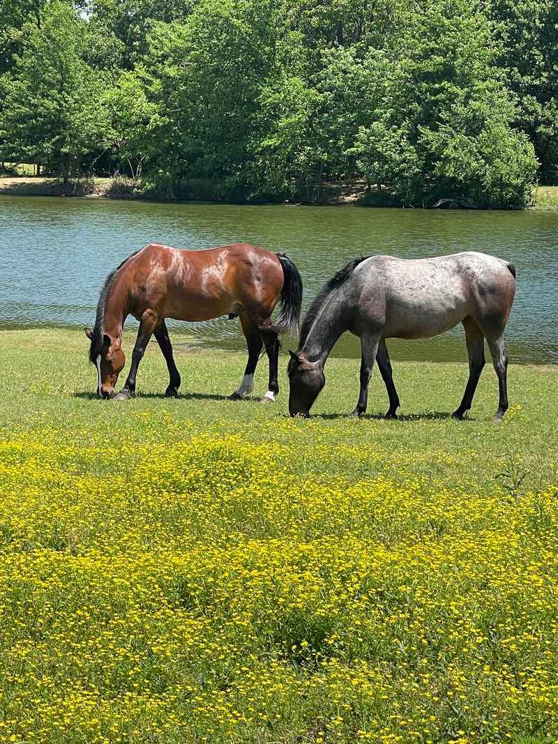Open Pasture Living Without the Bells and Whistles Open Pasture Living Without the Bells and Whistles
