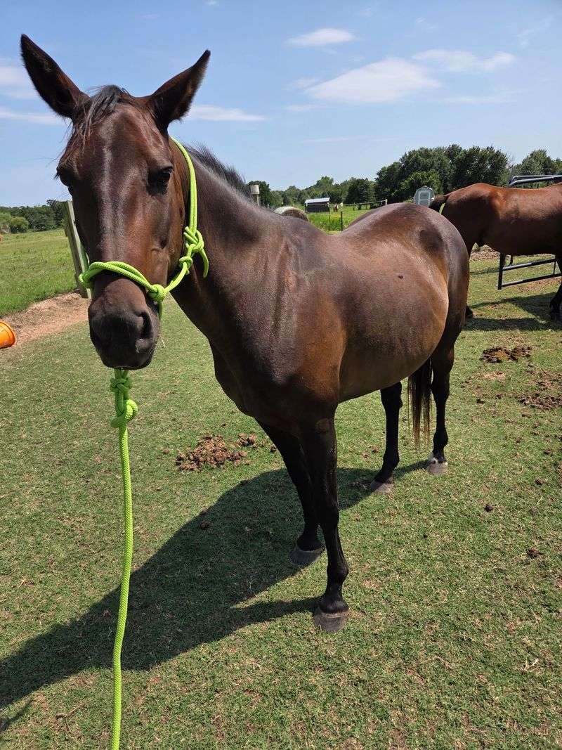 Our Honest Take on Tekoa Ranch Our Honest Take on Tekoa Ranch