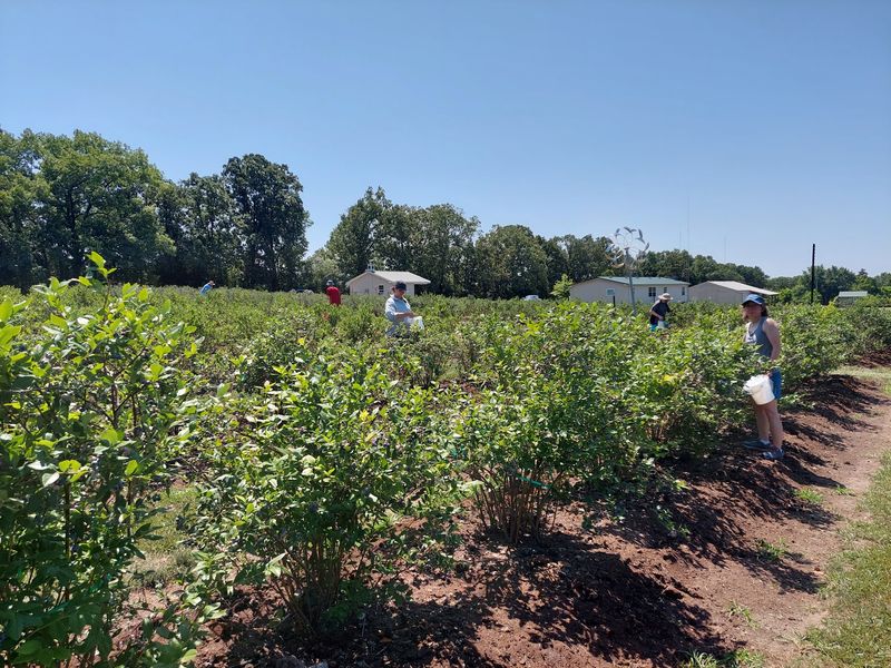 Ozark Berry Farm