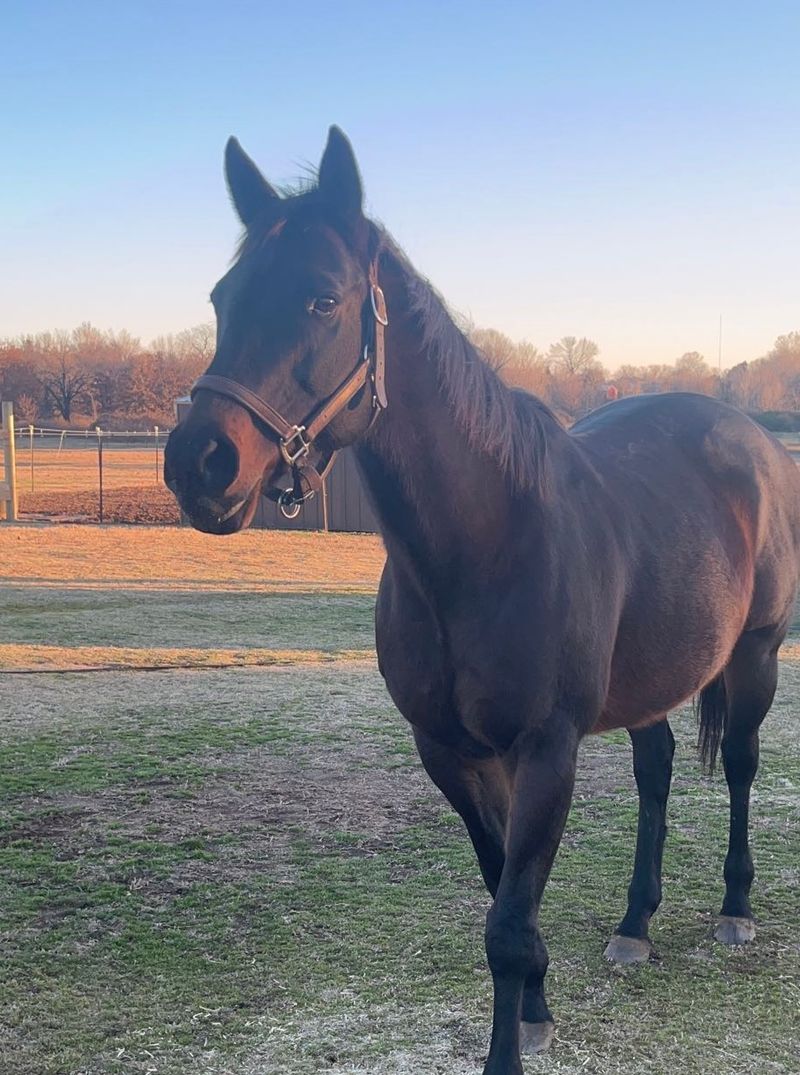 Peace and Quiet for the Right Kind of Horse Owner Peace and Quiet for the Right Kind of Horse Owner