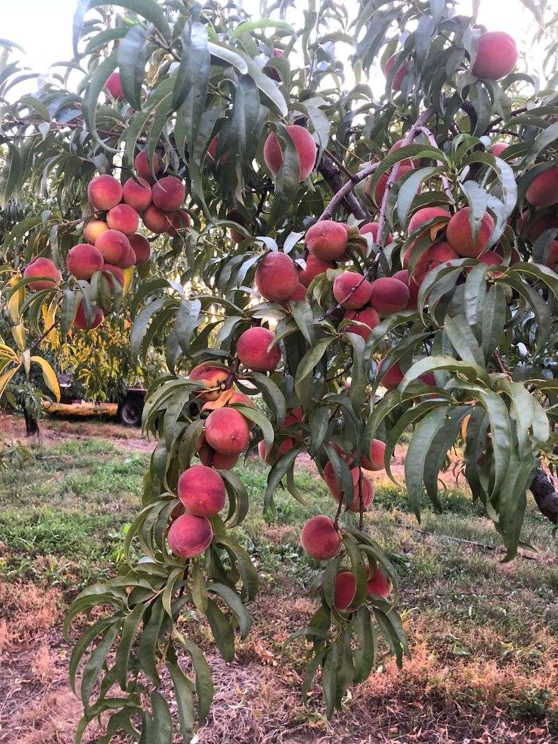 Peaches Picked Ripe Right Off The Tree