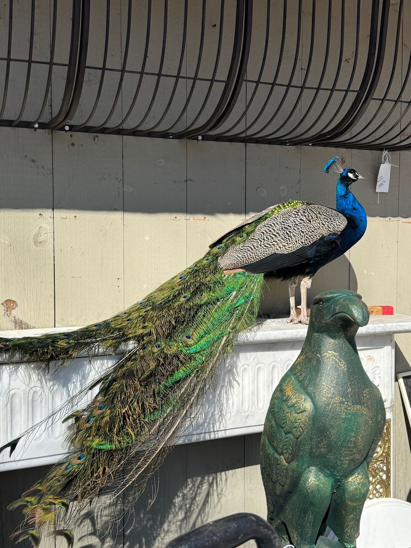 Peacocks, Dinosaurs, and an Antiques Barn Outside Peacocks, Dinosaurs, and an Antiques Barn Outside