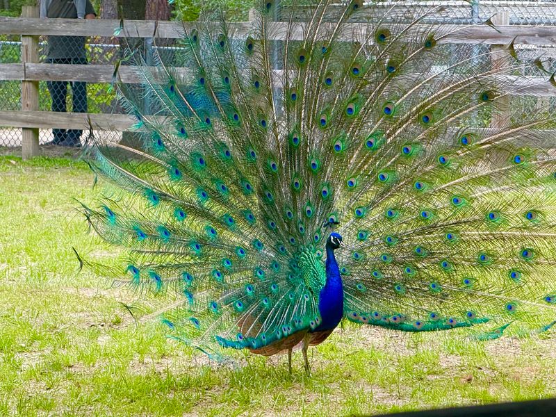 Peacocks Run The Place, And They Know It