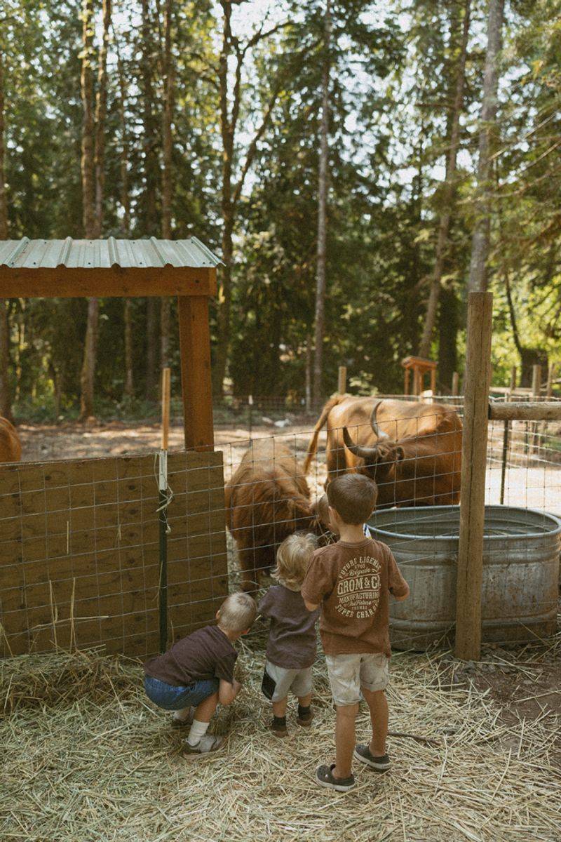 Peacocks, Sheep, And A Barn Cat Named Cowboy Round Out The Crew Peacocks, Sheep, And A Barn Cat Named Cowboy Round Out The Crew