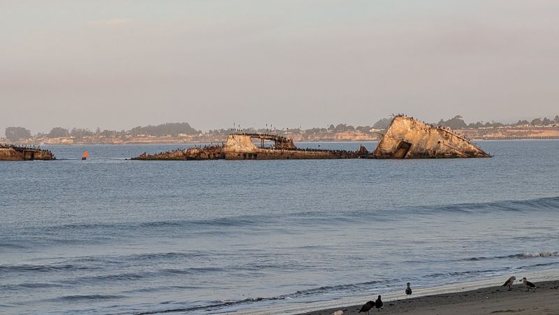 Pelicans, Mussels, and a Living Reef Pelicans, Mussels, and a Living Reef