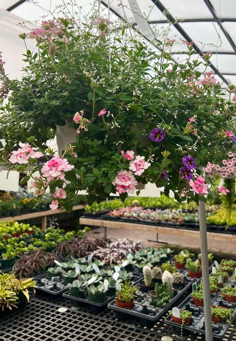 Perennials Galore And Baskets That Steal The Show