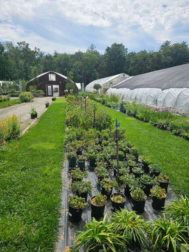 Perennials Sorted By Sunlight Make Shopping Way Less Confusing Perennials Sorted By Sunlight Make Shopping Way Less Confusing
