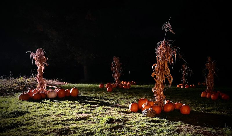 Pick a Pumpkin Under the Moon Between Screams