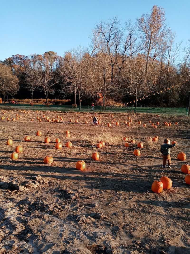 Picking Out The Pumpkin You Actually Want Picking Out The Pumpkin You Actually Want