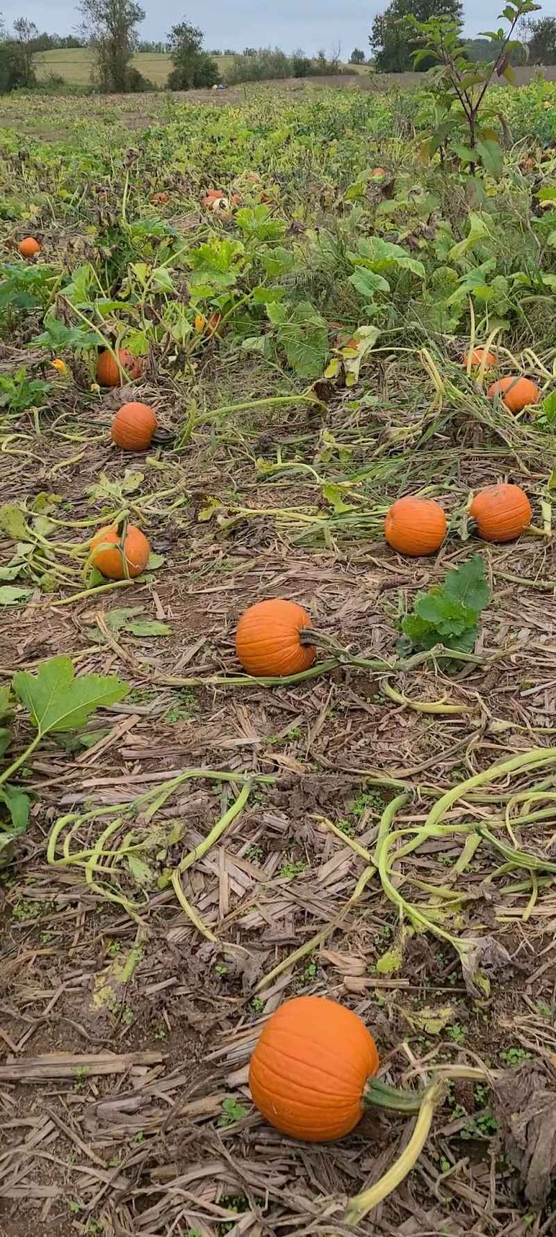 Picking the Perfect Pumpkin Straight From the Vine