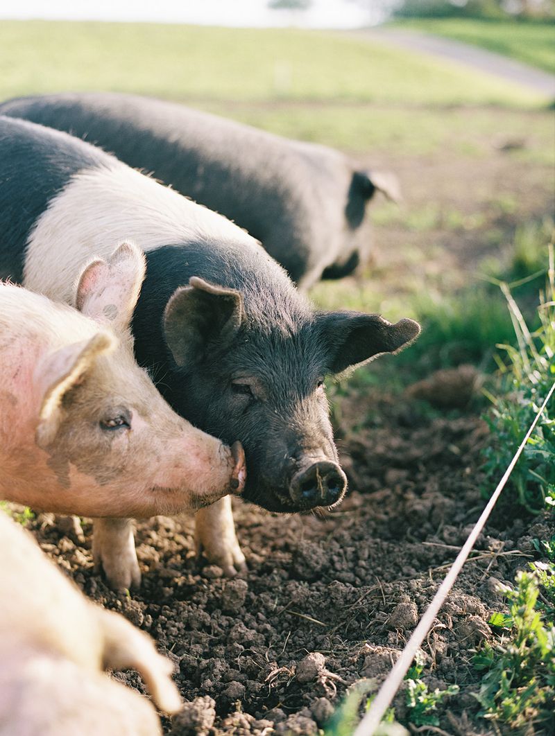 Pigs Here Actually Get to Act Like Pigs Pigs Here Actually Get to Act Like Pigs