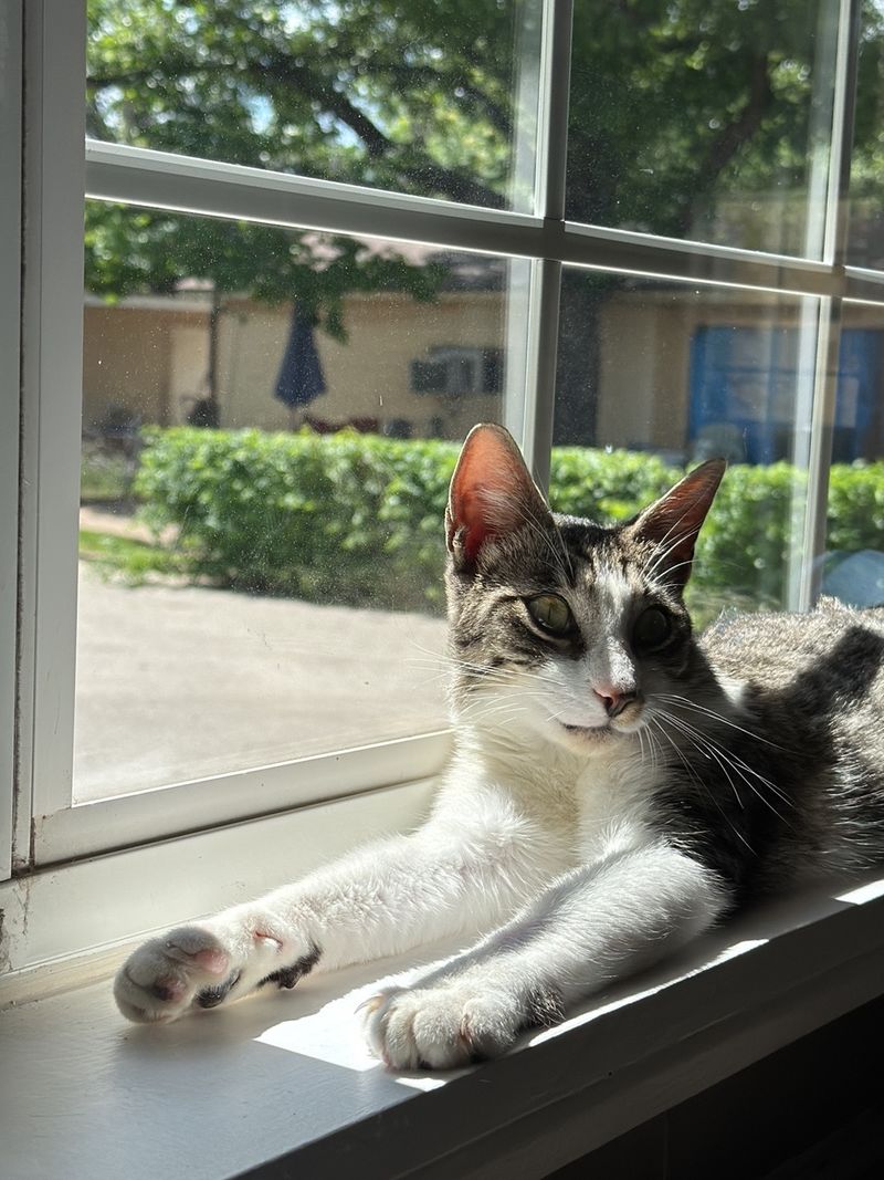Plan Around These Hours So the Kitties Don't Wait