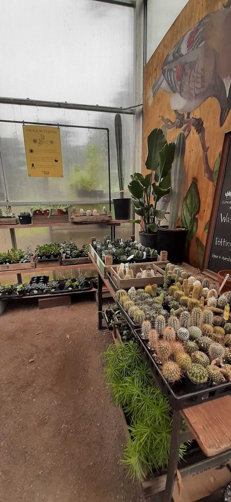 Plant Picks For Pet Owners And Plant Newbies Plant Picks For Pet Owners And Plant Newbies