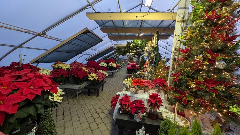 Poinsettias, Wreaths, And Kissing Balls Turn Winter Festive Poinsettias, Wreaths, And Kissing Balls Turn Winter Festive