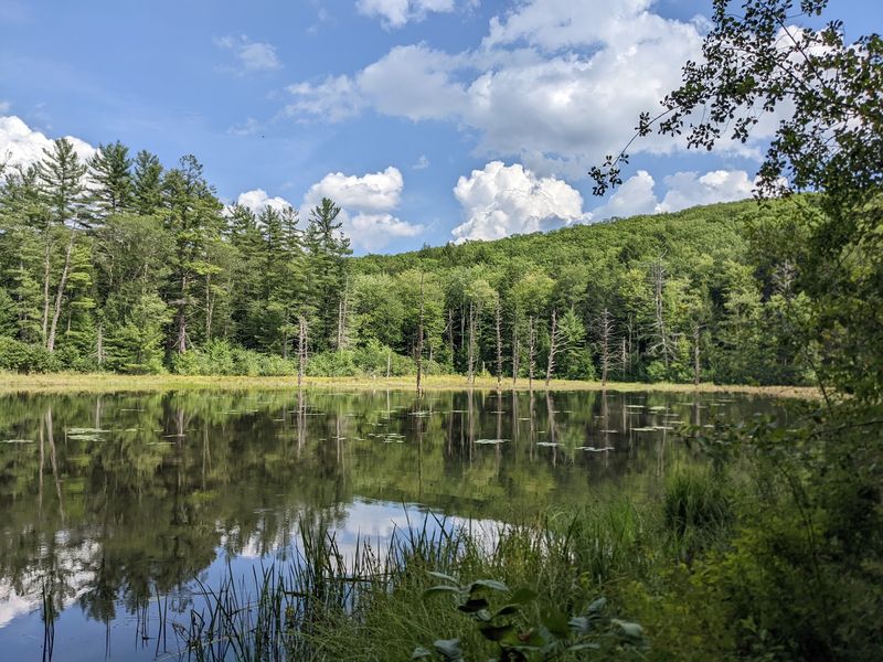 Pond Life and Beaver Engineering Pond Life and Beaver Engineering