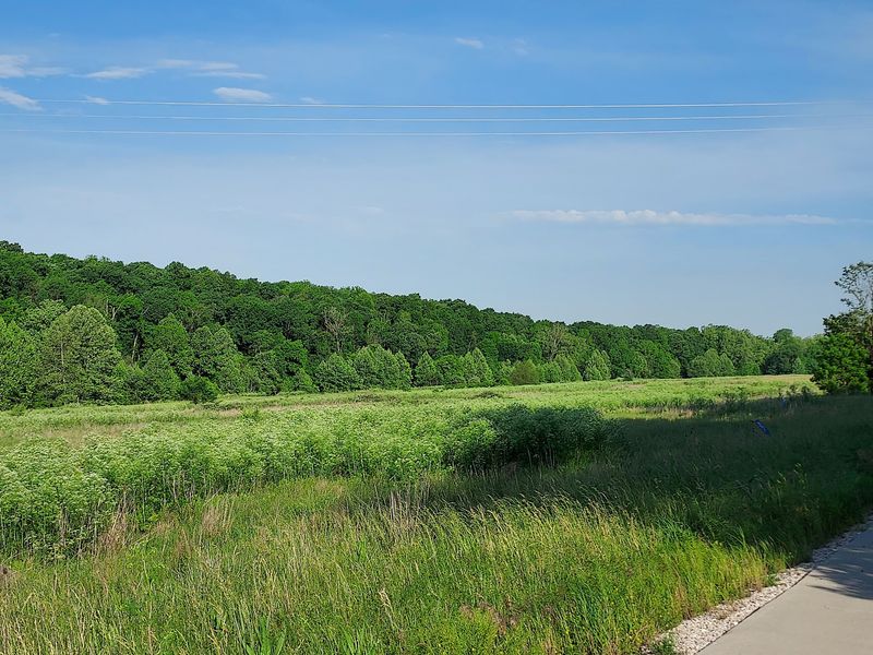 Prairie Is Making A Comeback, Guided By An 1834 Map Prairie Is Making A Comeback, Guided By An 1834 Map
