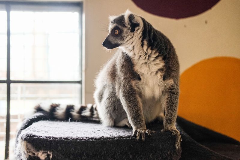 Primates, Reptiles, and the Barnyard Crew Primates, Reptiles, and the Barnyard Crew