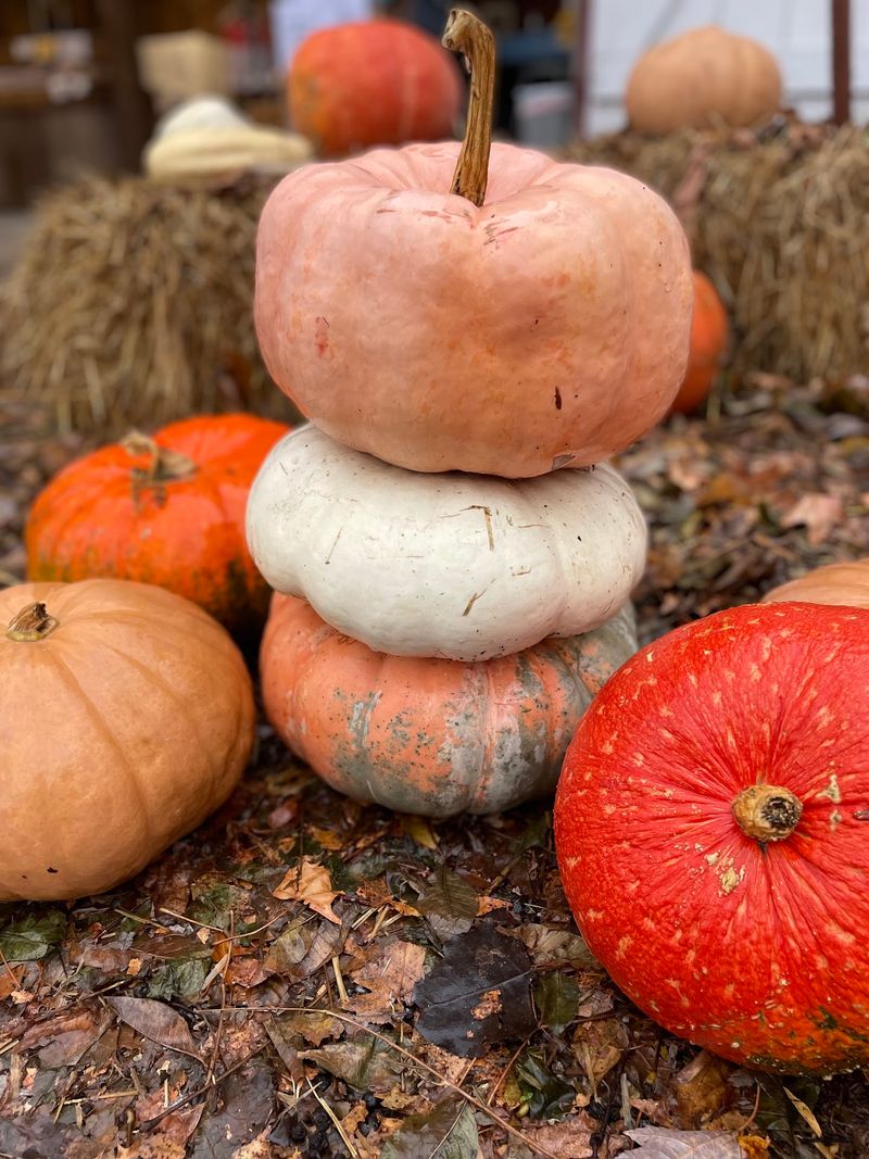 Pumpkin Fantasyland Brings The Silly Side Out
