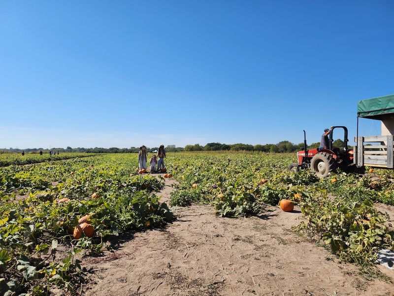 Pumpkin Patch and Corn Maze Adventures