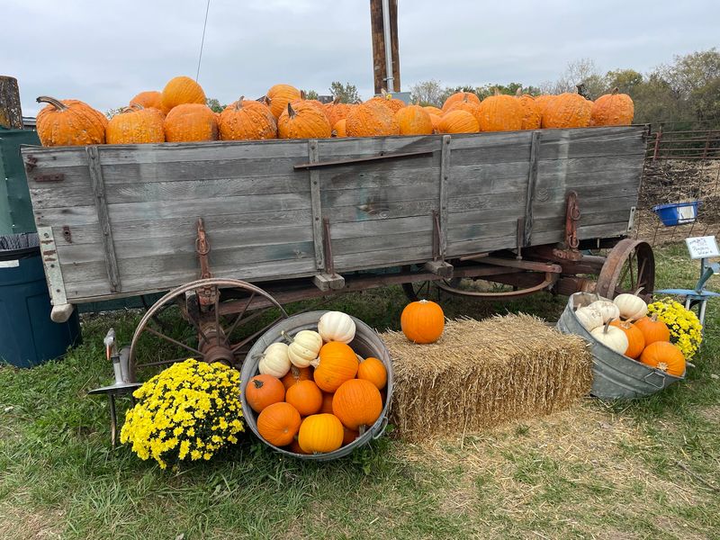 Pumpkins And The Harvest Festival Pumpkins And The Harvest Festival