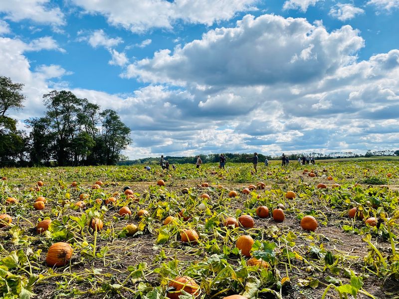 Pumpkins Straight Off the Vine