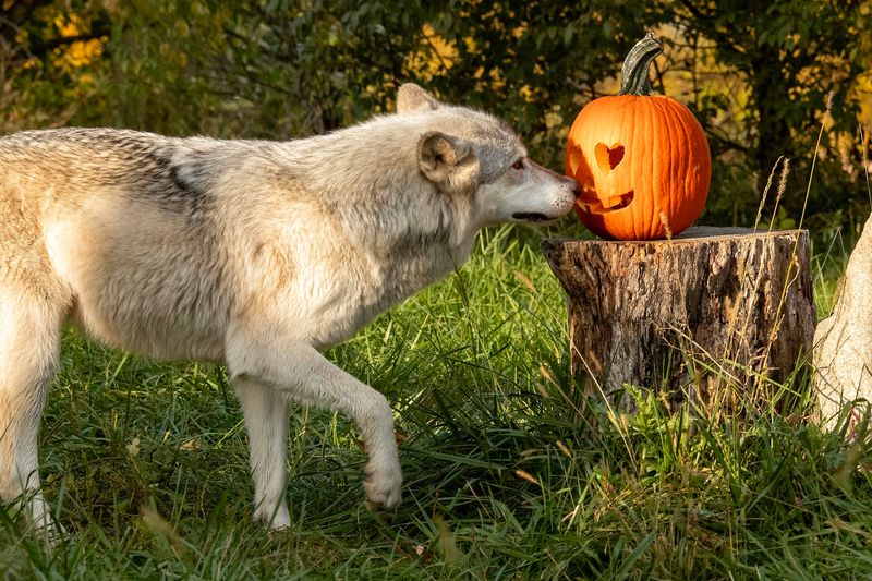 Pumpkins, Turkeys, and Holiday Howls Fill the Calendar Pumpkins, Turkeys, and Holiday Howls Fill the Calendar