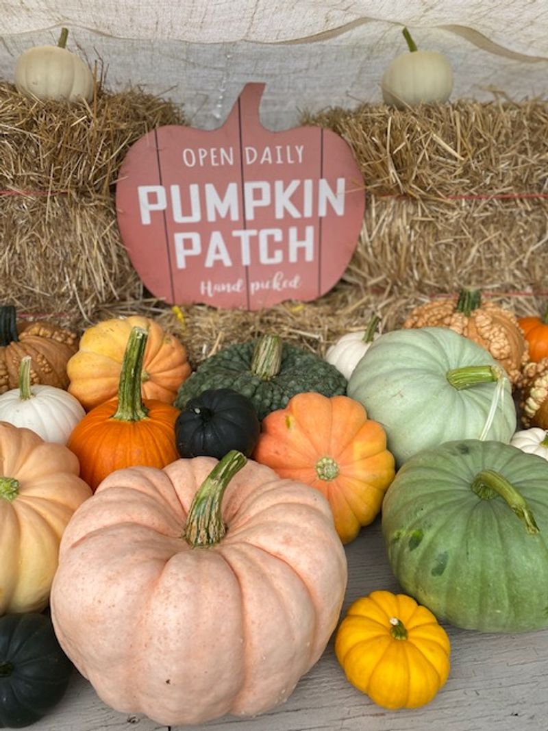 Pumpkins and Mini Bales at the Farm Shed Pumpkins and Mini Bales at the Farm Shed
