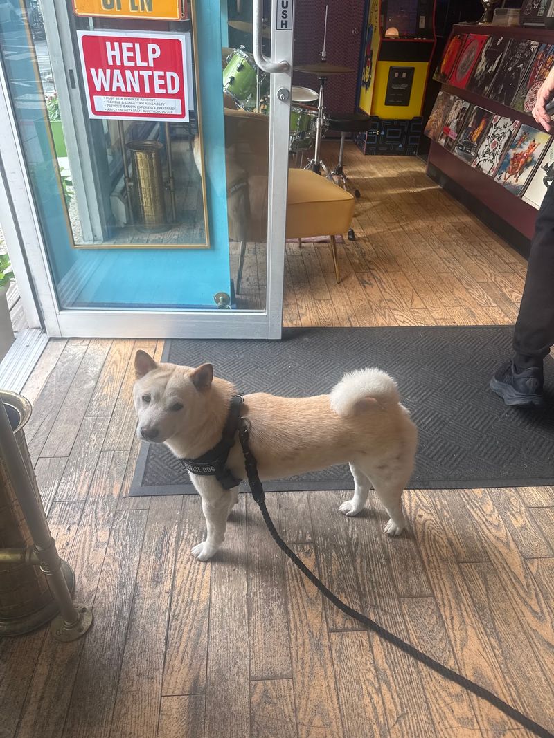 Pups Are Part of the Crowd Pups Are Part of the Crowd