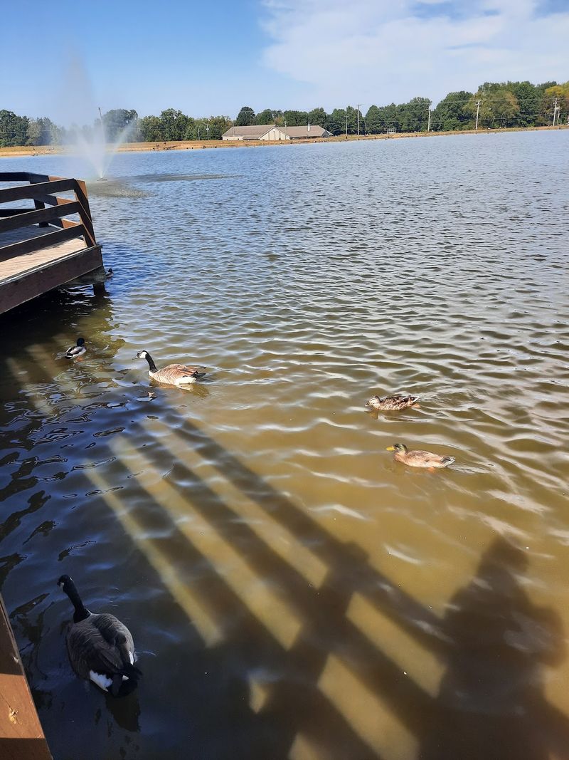 Quarters, Ducks, and Giant Catfish Quarters, Ducks, and Giant Catfish