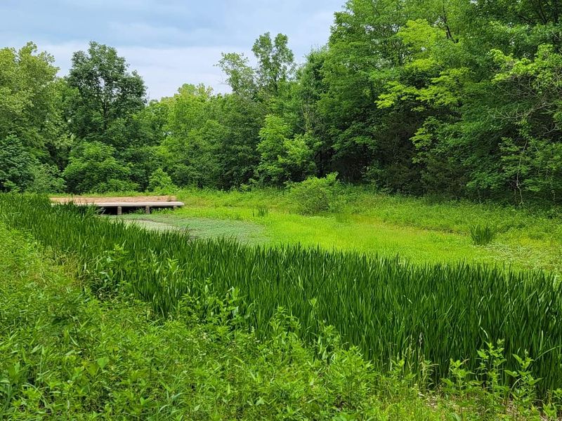 Quiet Moments Beside The Ponds