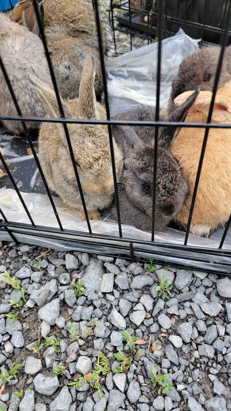Rabbits, Goats, and Pot-Bellied Pigs Rabbits, Goats, and Pot-Bellied Pigs