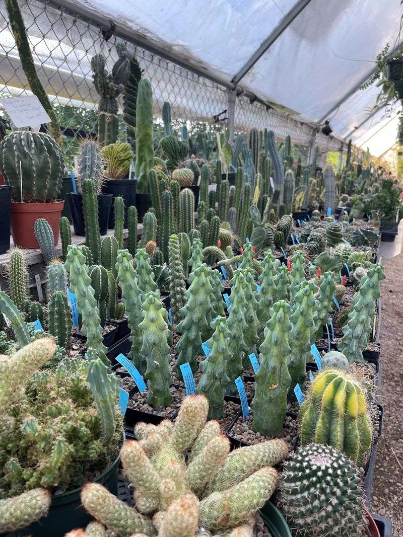 Rare And Weird Plants Are The Main Attraction Rare And Weird Plants Are The Main Attraction