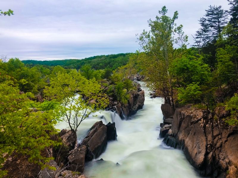 Rare Plants Thrive on an Island the River Keeps Rearranging Rare Plants Thrive on an Island the River Keeps Rearranging